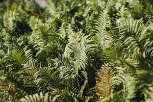 Green Fern in a garden photo