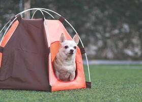 brown short hair Chihuahua dog sitting inside orange camping tent on green grass,  outdoor. Pet travel concept. photo