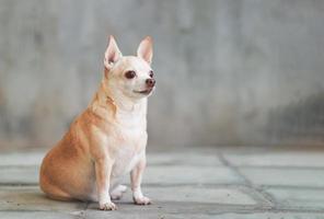 fat  brown short hair chihuahua dog sitting on cement floor and cement wall background, looking away. photo