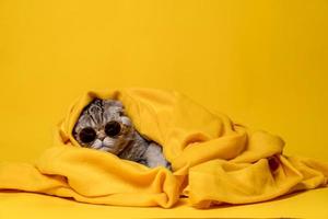 un gato gracioso con gafas de sol descansa relajadamente envuelto en una cálida manta amarilla, aislado en un fondo brillante. copie el espacio. foto