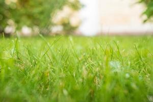 Mowed grass on the lawn in the yard, against a blurred background of a stone fence. photo