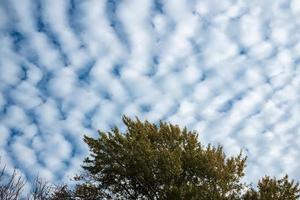 Tree with green leaves against the background of cirrocumulus clouds in the blue sky. Copy space. photo