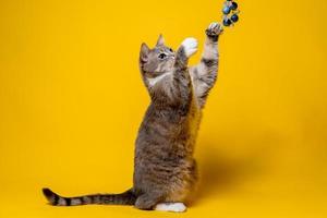 A funny cat stands on its hind legs and plays with beads, on a yellow background. Entertainment pets. photo