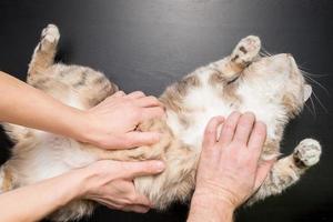 Three hands hug and caress the cat, which lies contented and relaxed on the black table. photo