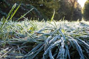 Green grass in hoarfrost, glistens in the rays of the morning autumn sun, in the park. Bottom view. photo