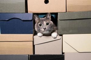 Cat hides in folded shoe boxes. Concept of pet entertainment or shoe sale. Copy space. photo