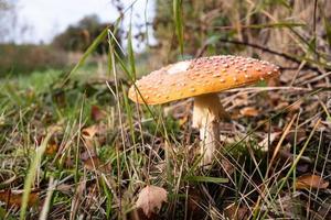 Amanita muscaria in the forest. Poisonous mushroom in dry leaves and grass. photo