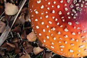 Amanita muscaria, in autumn forest. Beautiful poisonous mushroom. Flatley. Close-up. photo