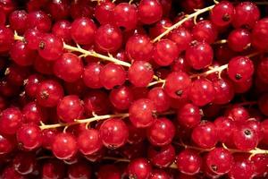 Ripe redcurrant. Harvest of beautiful bright red berries of ribes rubrum collected and lying in a pile. Close-up. photo