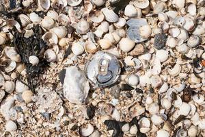 lata de aluminio desechada entre conchas marinas en la orilla del mar. plano concepto de contaminación ambiental. foto