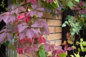 Burgundy and green ivy foliage enveloped a brick fence, in the courtyard of a provincial town. photo