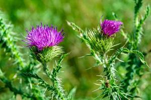 Beautiful growing flower root burdock thistle on background meadow photo