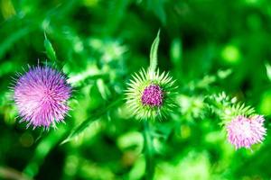 Hermosa flor creciente cardo de raíz de bardana en pradera de fondo foto