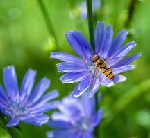 hermosa abeja alada de flores silvestres en el prado de follaje de fondo