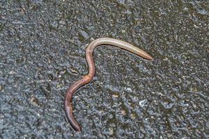 Red earthworm it live bait for fishing isolated on dark background photo