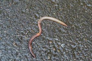 Lombriz de tierra roja es cebo vivo para pescar aislado sobre fondo oscuro foto