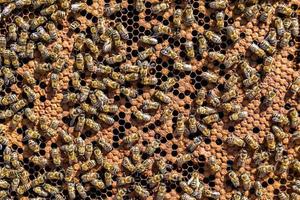 Abstract hexagon structure is honeycomb from bee hive filled photo