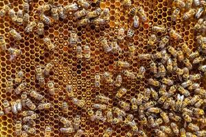 Abstract hexagon structure is honeycomb from bee hive filled photo