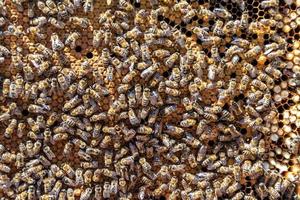 Abstract hexagon structure is honeycomb from bee hive filled photo