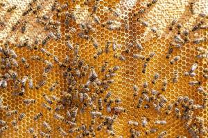 La estructura hexagonal abstracta es un panal de abejas lleno de colmena foto