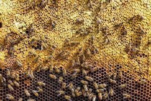 Abstract hexagon structure is honeycomb from bee hive filled photo