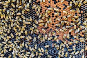 Abstract hexagon structure is honeycomb from bee hive filled photo