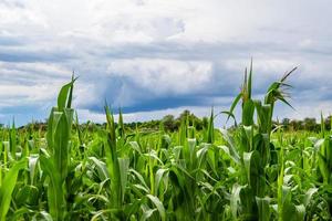 Photography on theme big corn farm field for organic harvest photo