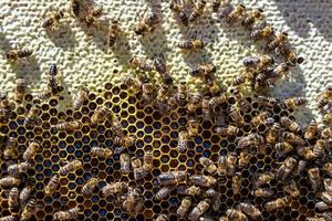 La estructura hexagonal abstracta es un panal de abejas lleno de colmena foto