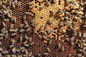 Abstract hexagon structure is honeycomb from bee hive filled photo