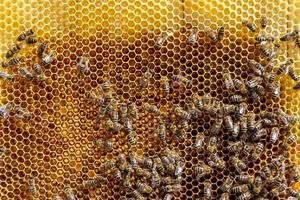 Abstract hexagon structure is honeycomb from bee hive filled photo