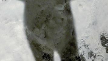 sombra de pie grande en la nieve, panorama arriba video