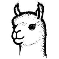 cabeza de animal camélido llamado alpaca vector