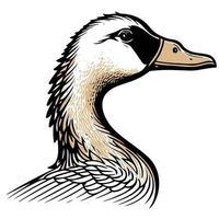 animal head goose a waterfowl bird vector