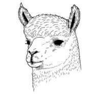 cabeza de animal camélido llamado alpaca vector