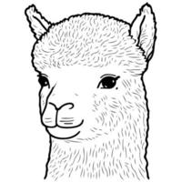 cabeza de animal camélido llamado alpaca vector