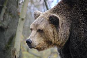 bozal oso grizzly salvaje de cerca. foto