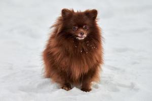 Happy Pomeranian Spitz dog on winter outdoor walking full size portrait cute chocolate Spitz photo