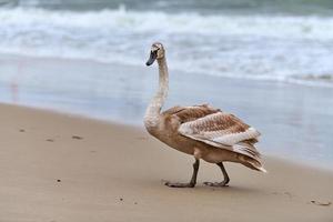 Young brown colored swan walking by Baltic sea, close up photo