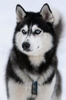 retrato de perro husky, fondo nevado de invierno. mascota divertida al caminar antes del entrenamiento de perros de trineo. foto