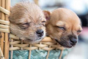 Close up chihuahua puppy dog sleeping photo