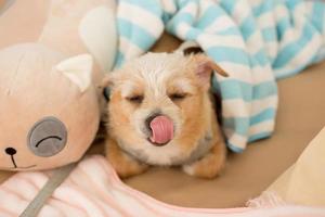 Close up chihuahua puppy dog sleeping with toy and doll. photo