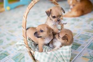 Close up chihuahua puppy dog playing photo