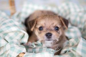 Close up chihuahua puppy dog sleeping photo