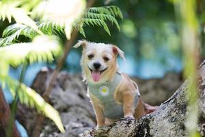 Close up chihuahua puppy dog nature background. photo