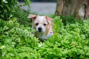 Close up chihuahua puppy dog nature background. photo