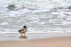Drake mallard duck standing on coastline of Baltic Sea photo