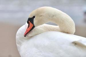 Portrait of large white mute swan next to sea, close up photo