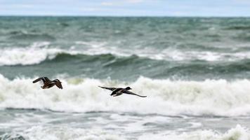 Two mallard ducks flying over sea water, landscape photo