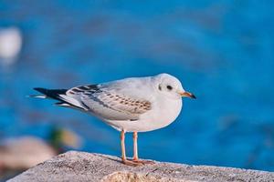 Seagull standing on ground, blue water background, close up photo