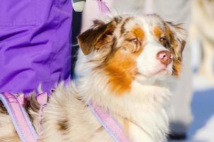 Handsome Siberian Husky dog with unusual fur color, outdoor portrait. Sled dogs race training in cold snow weather. photo